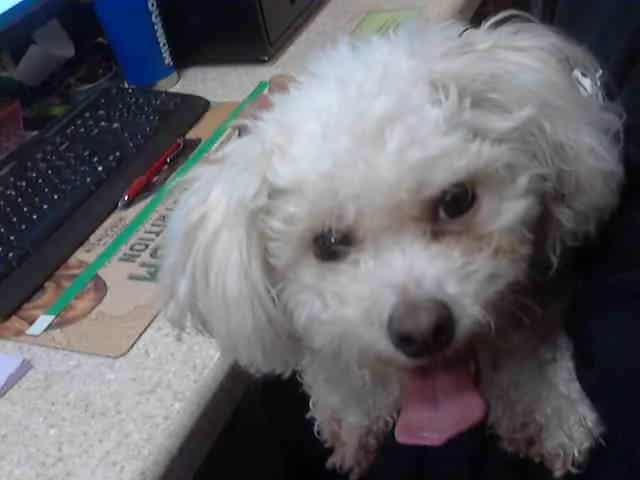 Photo of Snow, adoptable Shih Tzu and Poodle - Miniature in Chicago Ridge, Illinois