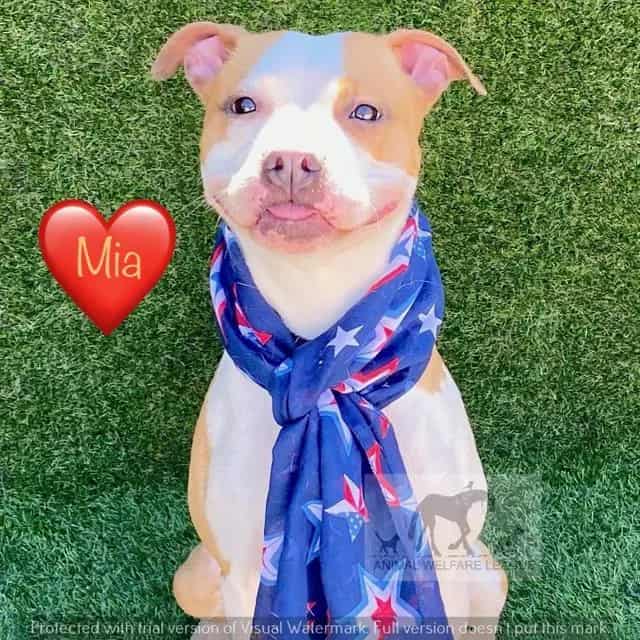 Photo of Mia, adoptable Staff Terrier A in Chicago Ridge, Illinois