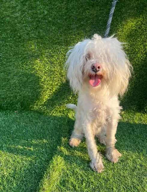 Photo of Little Boy, adoptable Maltese in Chicago Ridge, Illinois