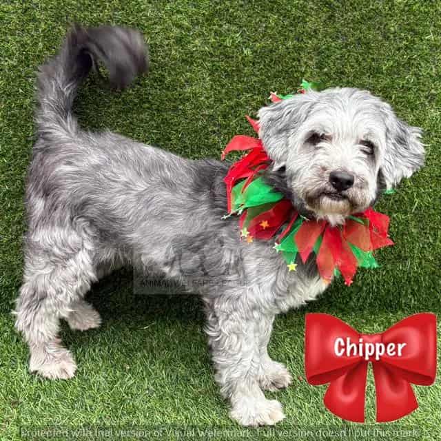 Photo of Chipper, adoptable Terrier mix in Chicago Ridge, Illinois