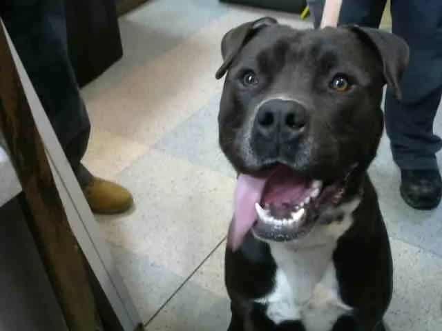 Photo of Handsome, adoptable Staff Terrier A in Chicago Ridge, Illinois