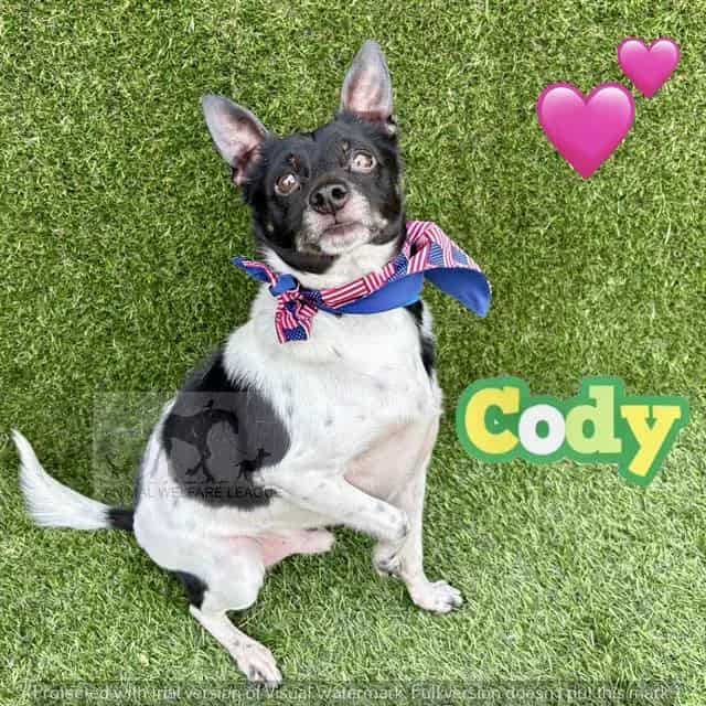 Photo of Cody, adoptable Terrier mix in Chicago Ridge, Illinois