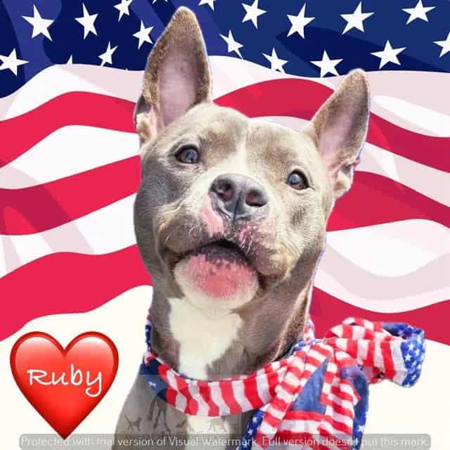 Photo of Ruby, adoptable Staff Terrier A in Chicago Ridge, Illinois