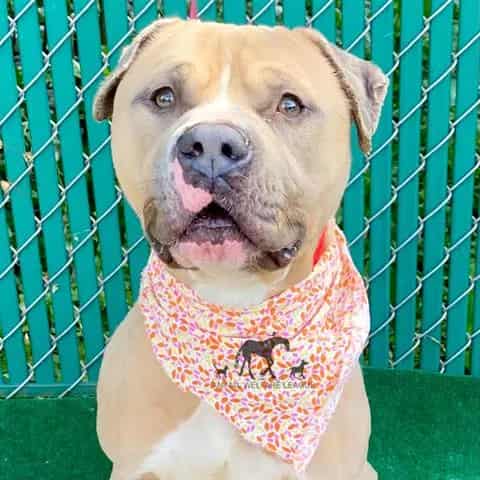 Photo of Ember, adoptable Staff Terrier A in Chicago Ridge, Illinois
