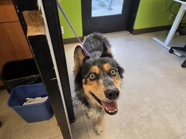 Photo of Bow, adoptable Alaskan Husky and Catahoula Leopard Hound in Kent, Washington
