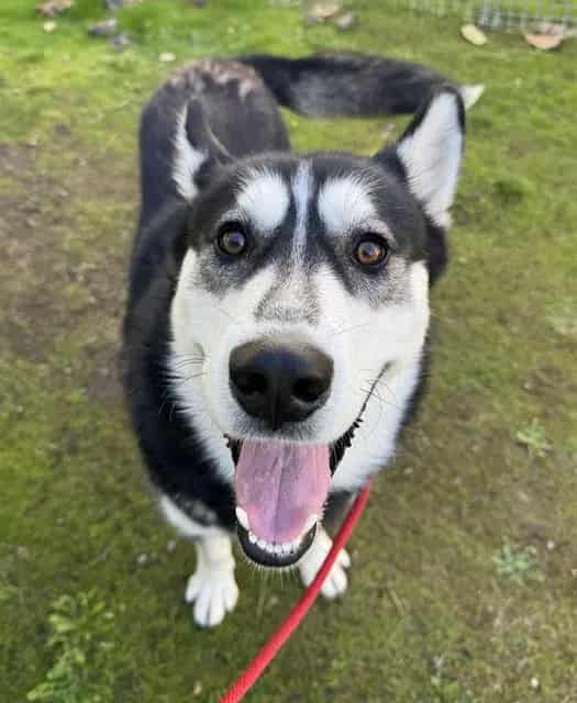 Photo of Cejas, adoptable Siberian Husky in Kent, Washington