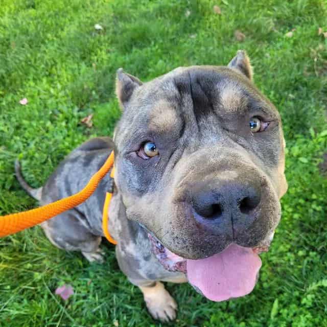 Photo of David, adoptable American Bulldog in Kent, Washington