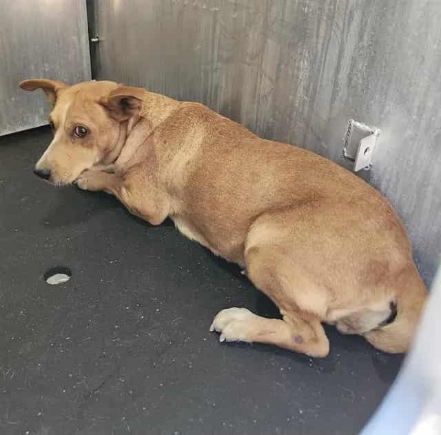 Photo of Senior Dog, adoptable dog in San Antonio, Texas