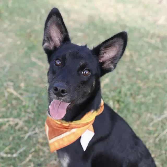 Photo of Demitri, adoptable dog in San Antonio, Texas