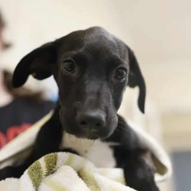 Photo of Willow, adoptable dog in San Antonio, Texas