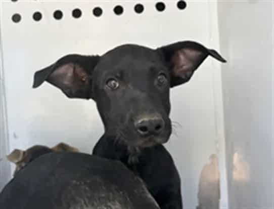 Photo of Senior German Shepherd Dog, adoptable German Shepherd Dog in Bakersfield, California