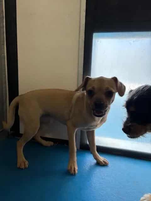 Photo of Senior Pug, adoptable Pug in Bakersfield, California