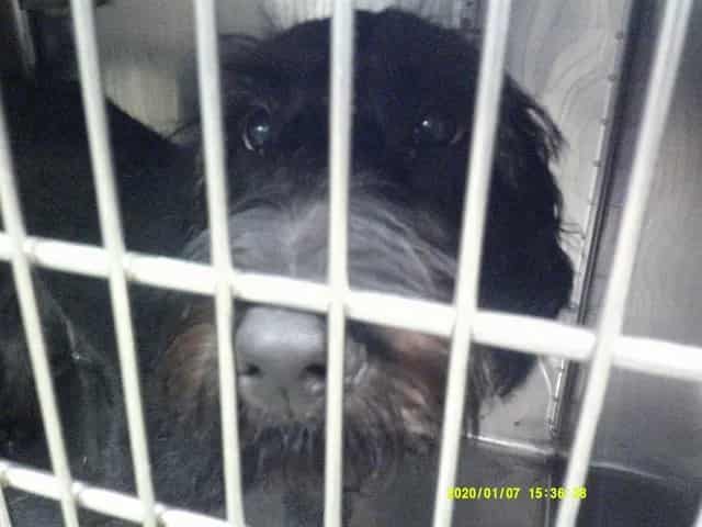 Photo of Senior Poodle - Standard and Labrador Retriever, adoptable Poodle - Standard and Labrador Retriever in Oklahoma City, Oklahoma