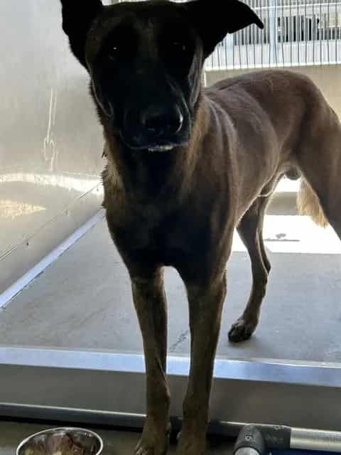 Photo of Senior Belgian Malinois mix, adoptable Belgian Malinois mix in Devore, California