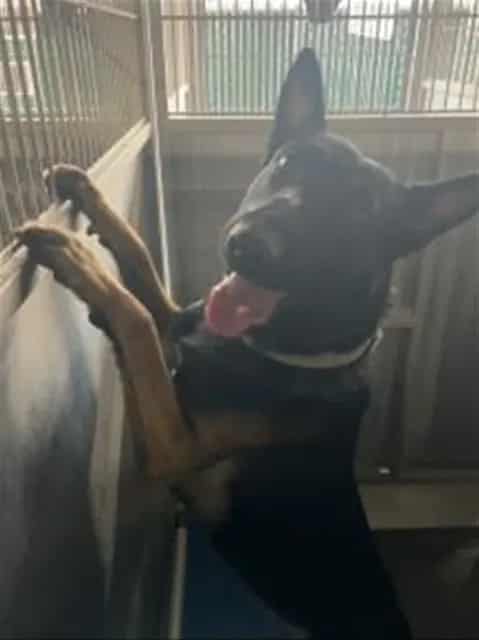 Photo of Senior Belgian Malinois, adoptable Belgian Malinois in Devore, California