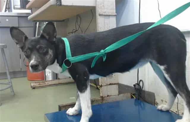 Photo of Senior Corgi mix, adoptable Corgi mix in Devore, California