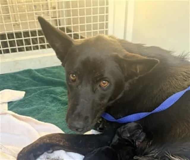 Photo of Senior German Shepherd Dog mix, adoptable German Shepherd Dog mix in Devore, California