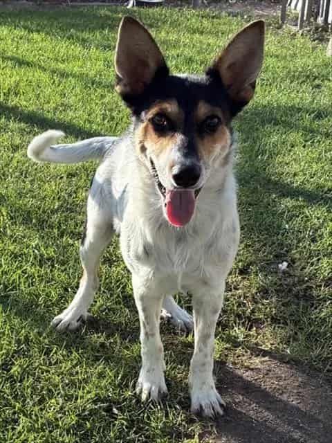 Photo of Senior Australian Cattle Dog mix, adoptable Australian Cattle Dog mix in Devore, California