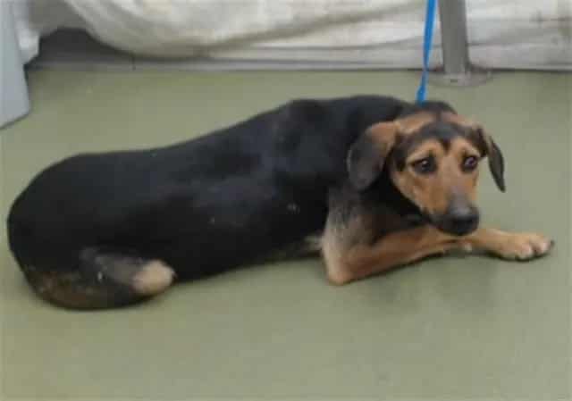 Photo of Senior German Shepherd Dog, adoptable German Shepherd Dog in Devore, California