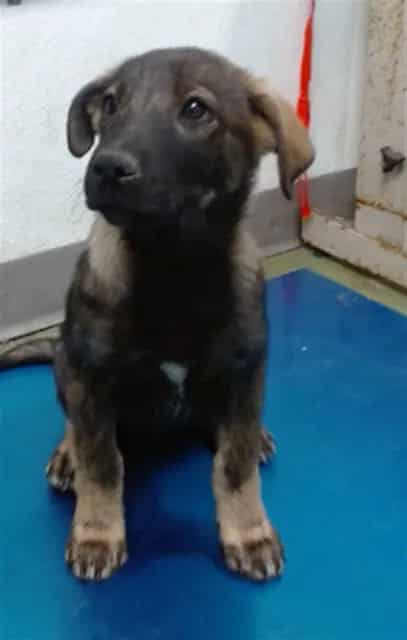 Photo of Senior Shepherd, adoptable Shepherd in Devore, California