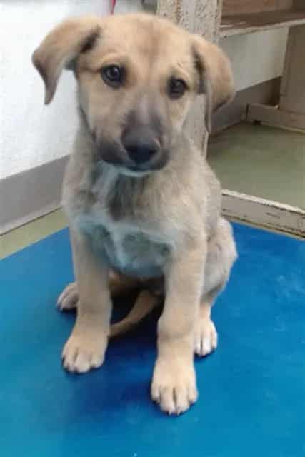 Photo of Senior Shepherd, adoptable Shepherd in Devore, California