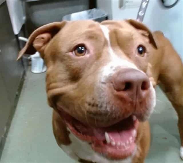 Photo of Senior Pit Bull Terrier mix, adoptable Pit Bull Terrier mix in Devore, California