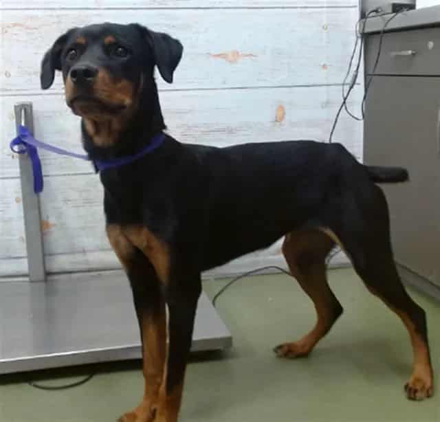 Photo of Senior Rottweiler mix, adoptable Rottweiler mix in Devore, California