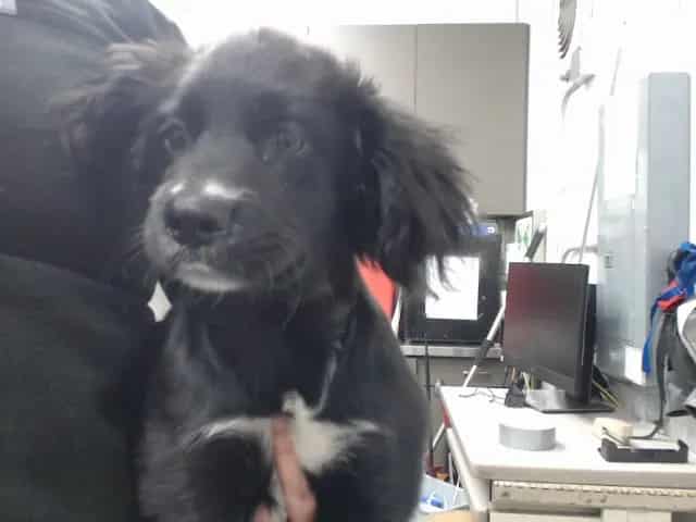 Photo of Senior Terrier mix, adoptable Terrier mix in Devore, California