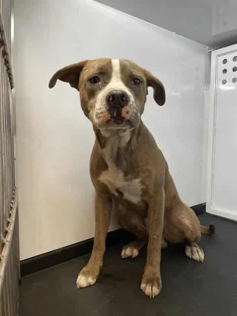 Photo of Senior Pit Bull Terrier, adoptable Pit Bull Terrier in San José, California