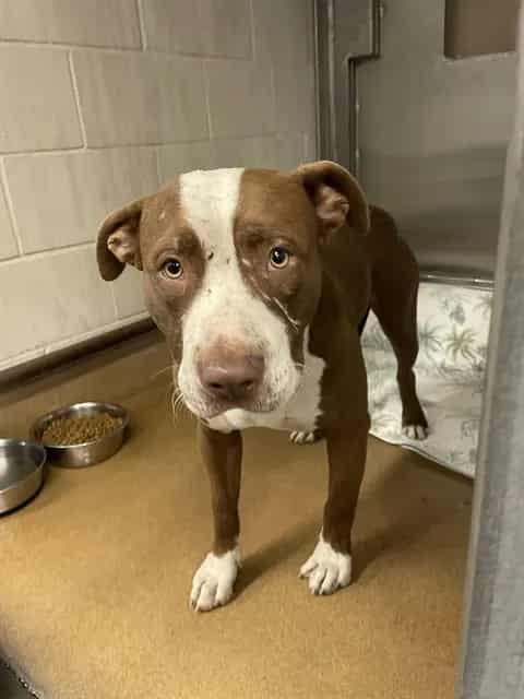 Photo of George, adoptable Pit Bull Terrier in San José, California