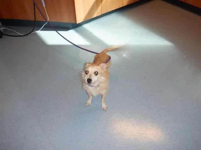 Photo of Senior Fox Terrier - Wirehaired, adoptable Fox Terrier - Wirehaired in San José, California
