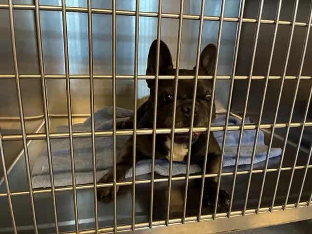Photo of Senior French Bulldog, adoptable French Bulldog in San José, California