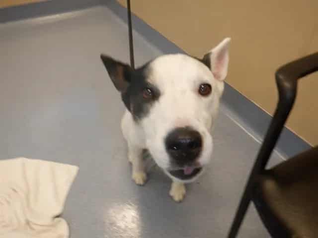 Photo of Spot, adoptable German Shepherd Dog mix in San José, California