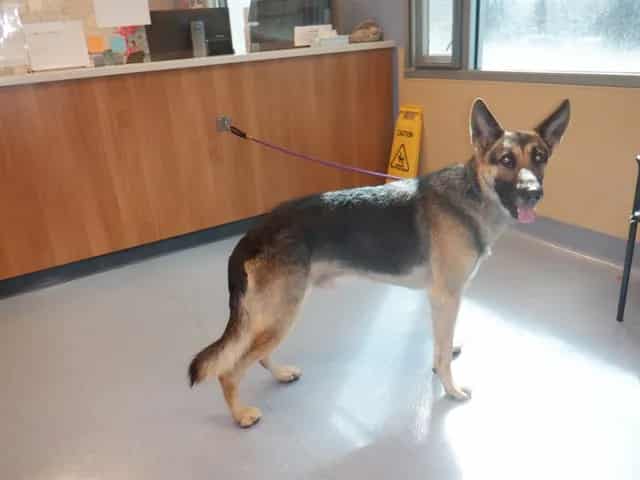 Photo of Hunter, adoptable German Shepherd Dog in San José, California