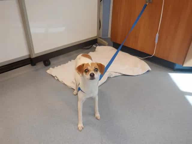 Photo of Penny, adoptable Chihuahua - Smooth Coated mix in San José, California