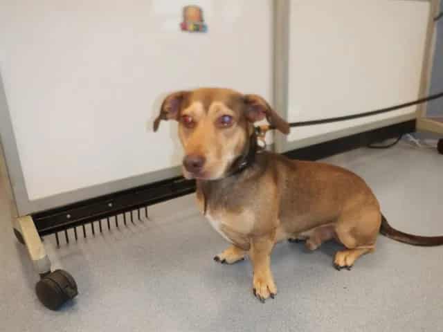 Photo of Senior Basset Hound and Dachshund, adoptable Basset Hound and Dachshund in San José, California