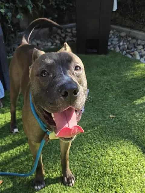 Photo of Pebble, adoptable Pit Bull Terrier in San José, California