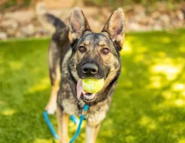 Photo of Louise, adoptable German Shepherd Dog in San José, California