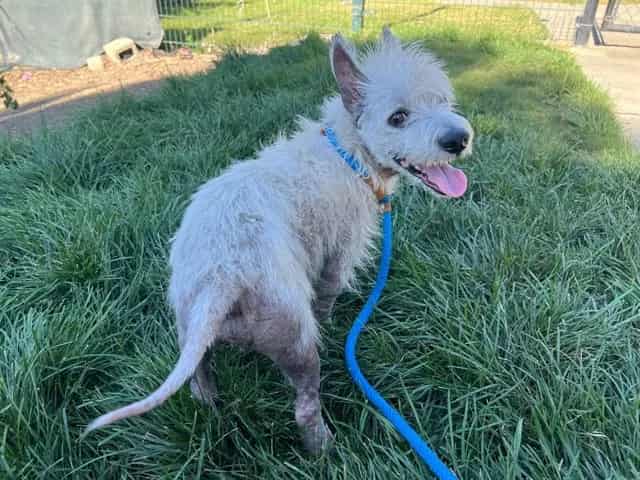 Photo of Westford, adoptable West Highland White Terrier in San José, California
