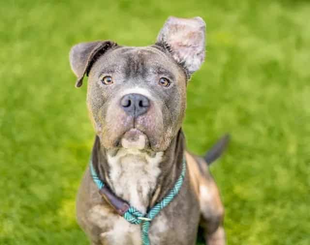 Photo of Smoke, adoptable Pit Bull Terrier in San José, California