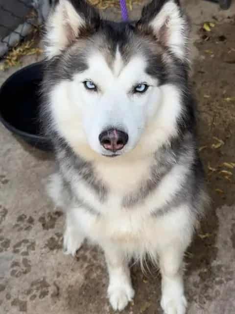 Photo of Raya, adoptable Siberian Husky in Chicago, Illinois