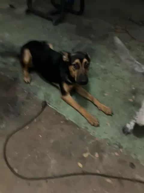 Photo of Lyka, adoptable Mixed Breed