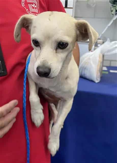 Photo of Burton, adoptable Mixed Breed