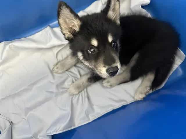 Photo of Shadow, adoptable Mixed Breed