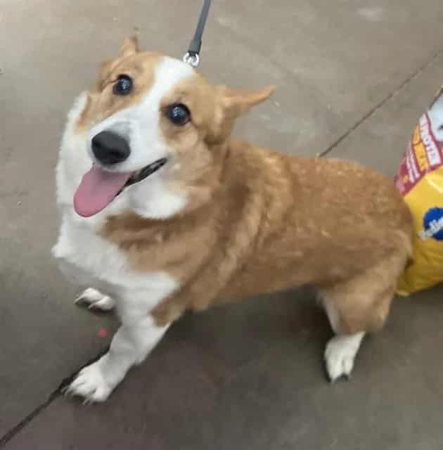 Photo of Sora, adoptable Welsh Corgi - Pembroke