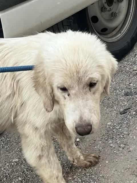 Photo of Carol, adoptable Mixed Breed