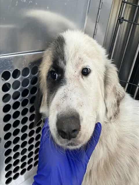 Photo of Cassy, adoptable Mixed Breed