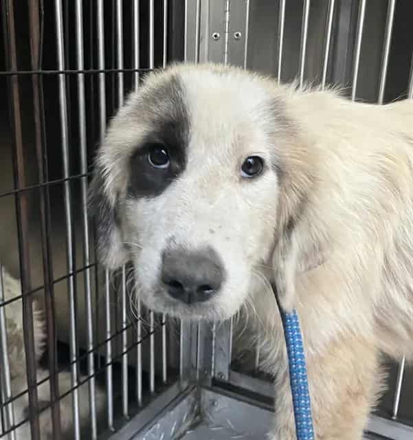Photo of Darla, adoptable Mixed Breed