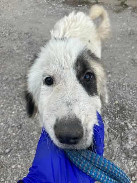 Photo of Cody, adoptable Mixed Breed