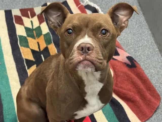 Photo of Disney, adoptable Mixed Breed
